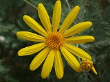 P4125161
