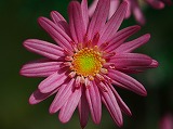 P4125165