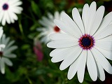 livingstonedaisy ( African Daisy )