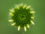 Echinacea Tennesseensis